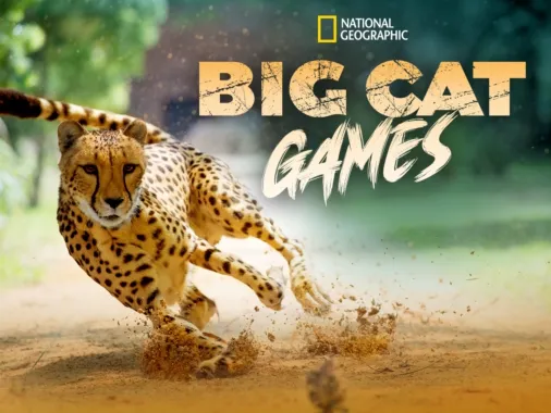 Watch Big Cat Games | Disney+