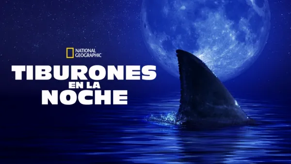 thumbnail - Tiburones en la noche