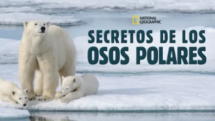 thumbnail - Secretos de los osos polares