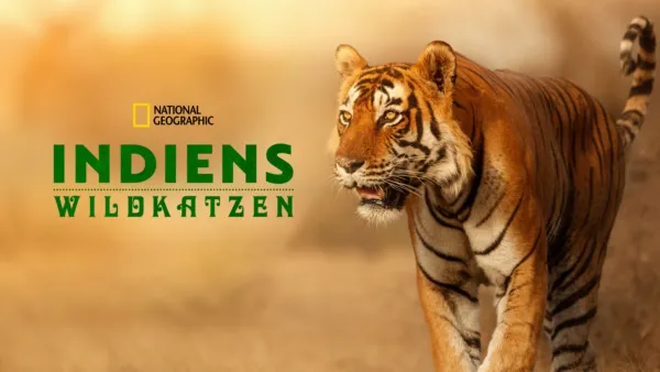 thumbnail - Die Wildkatzen Indiens