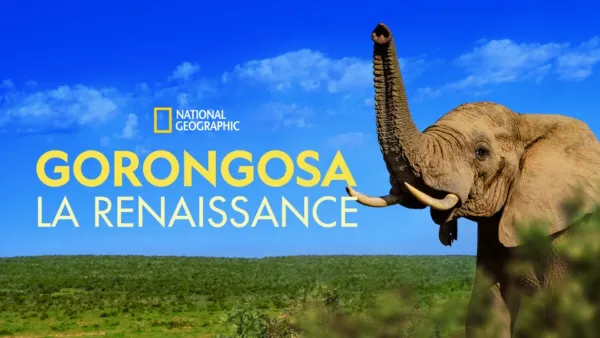 thumbnail - Gorongosa : la renaissance