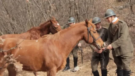 Animali Nella Grande Guerra