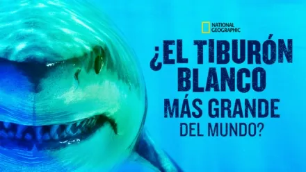 thumbnail - ¿El tiburón blanco más grande del mundo?
