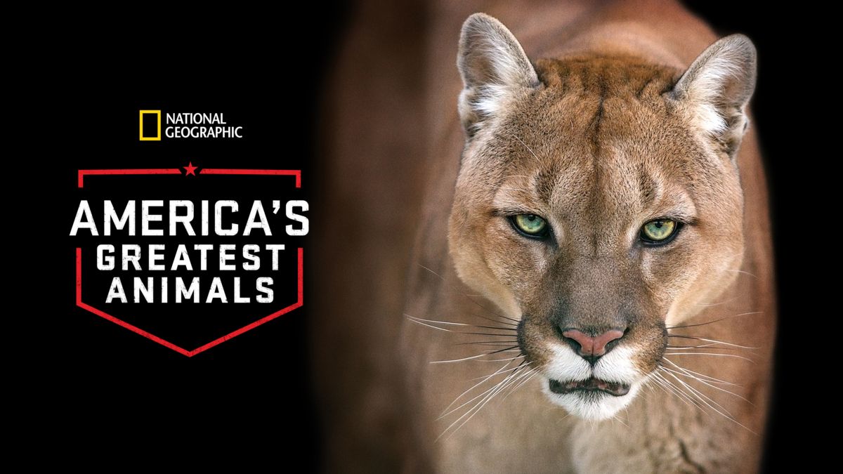 Watch America S Greatest Animals Full Movie Disney