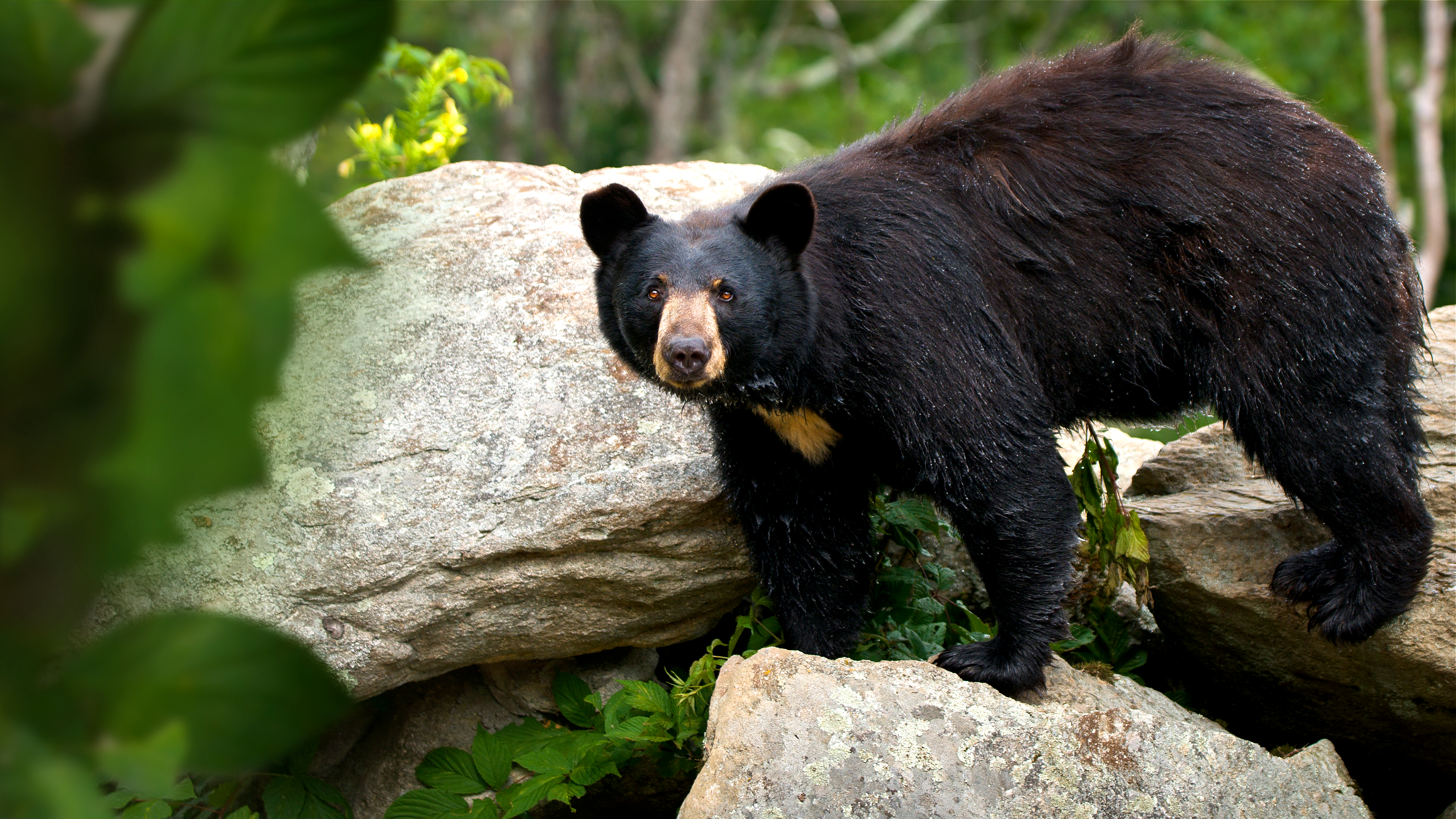 Smoky Mountain Park Rangers