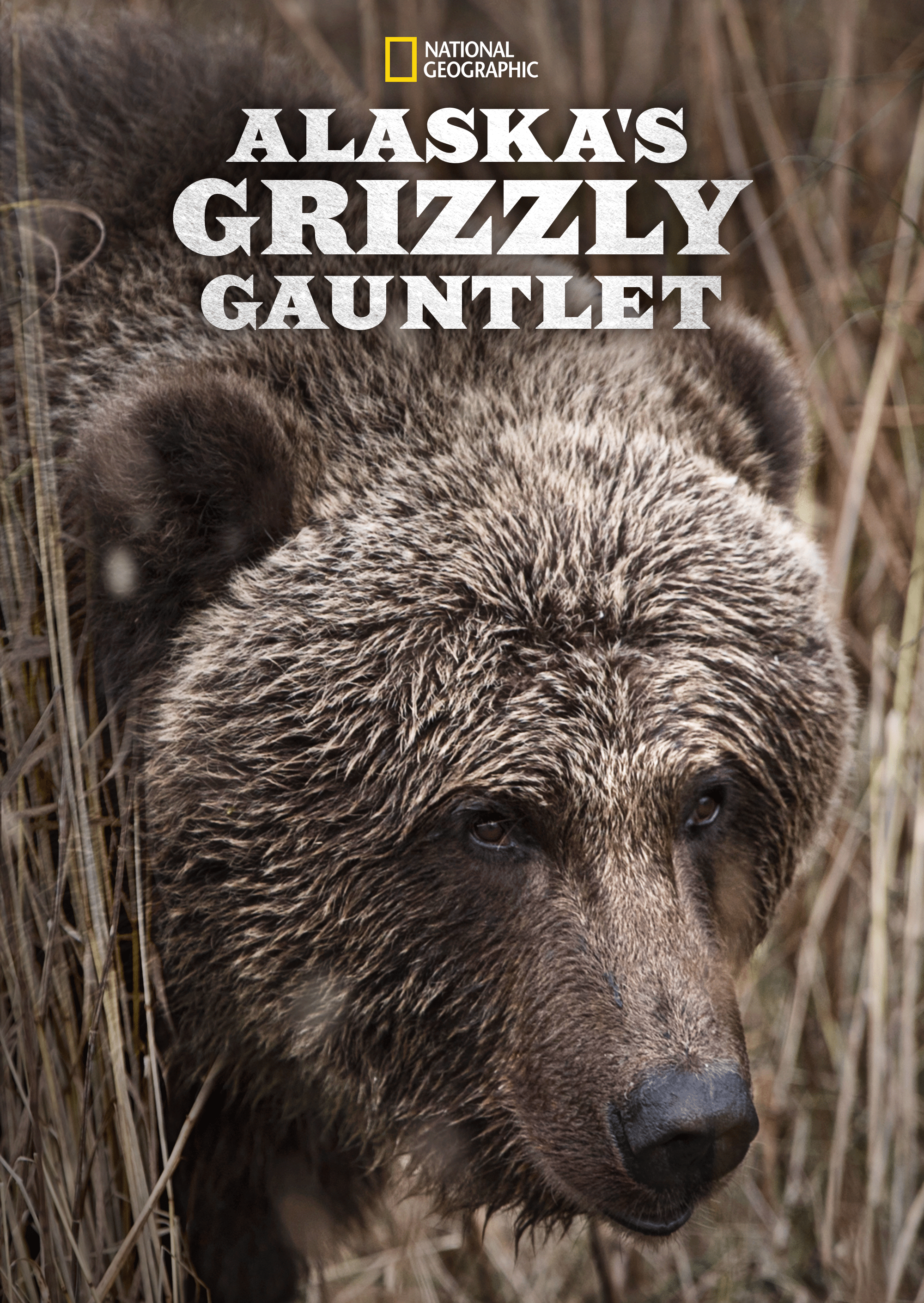 Watch Alaska's Grizzly Gauntlet | Disney+