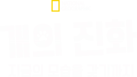 개의 진화: 지금의 모습을 갖기까지