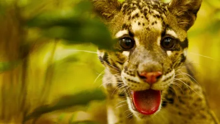 Puuleopardien paluu