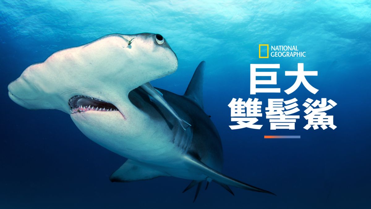 觀看巨大雙髻鯊 全套電影 Disney