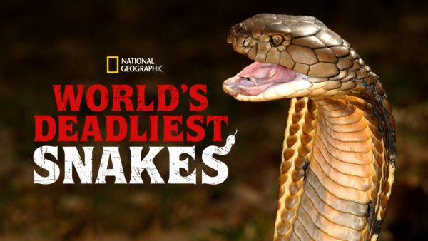 World’s Deadliest Snakes on Disney+ in Ireland