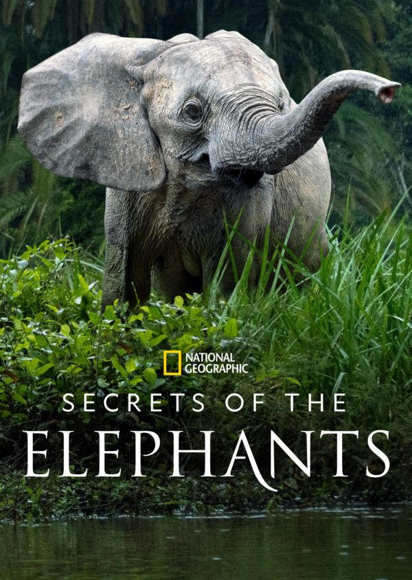 Secrets of the Elephants on Disney+ in Canada