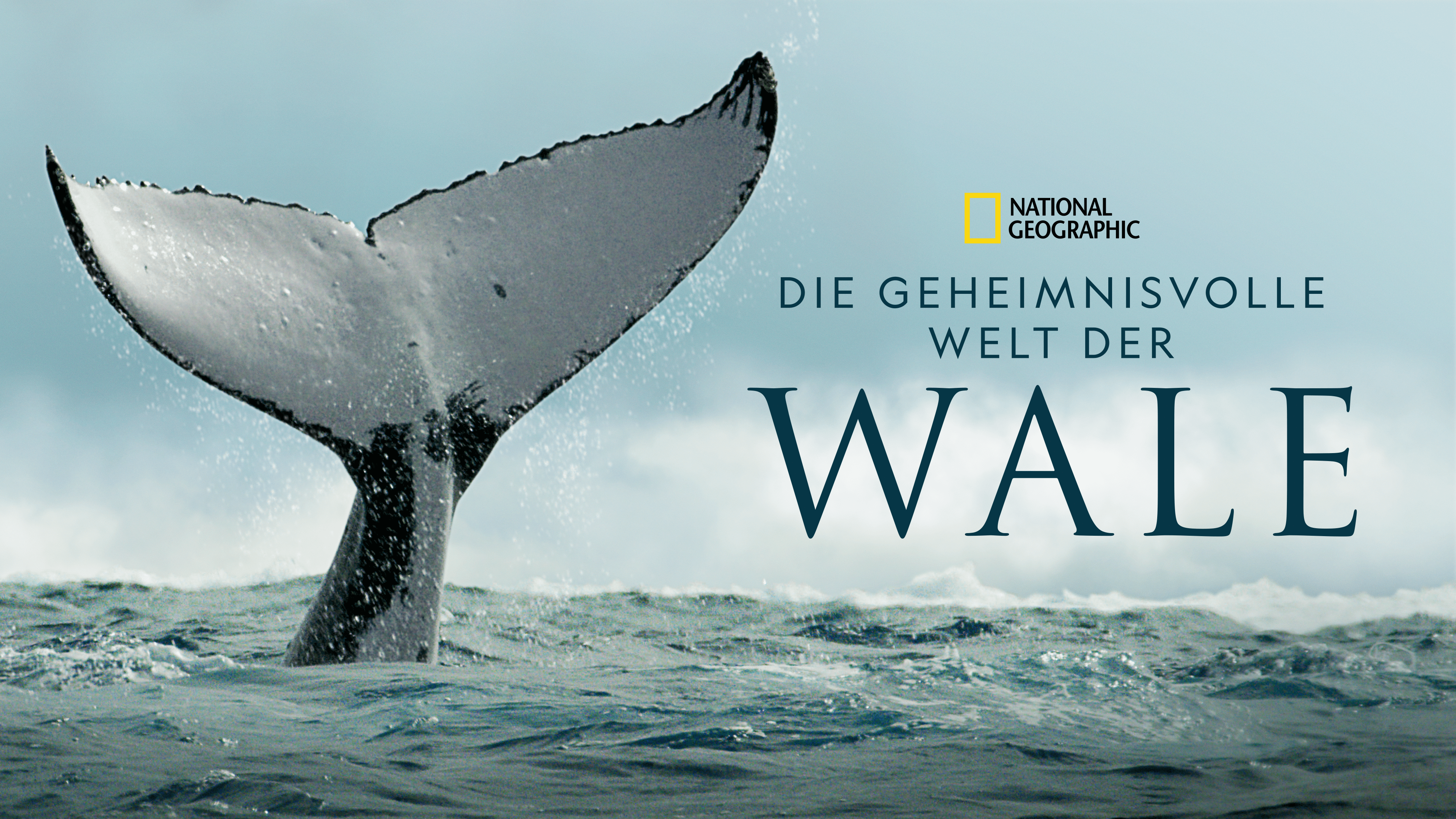 Ganze Folgen Von Die Geheimnisvolle Welt Der Wale Ansehen | Disney+