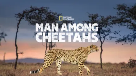 thumbnail - Man Among Cheetahs