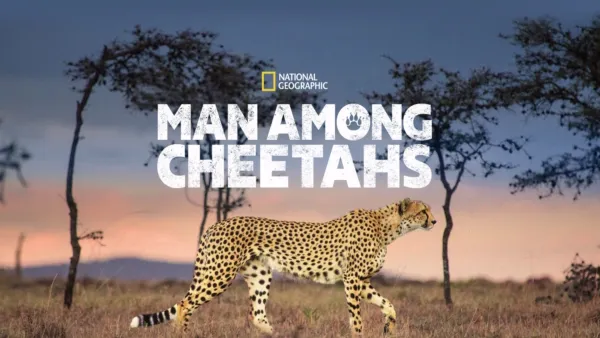 thumbnail - Man Among Cheetahs