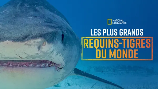 thumbnail - Les plus grands requins-tigres du monde