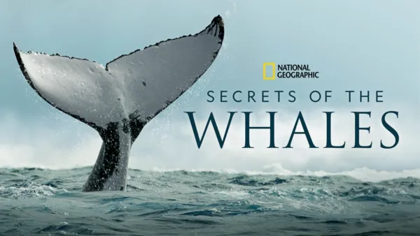 thumbnail - Secrets Of The Whales