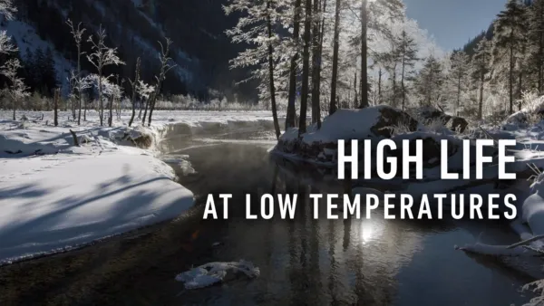 thumbnail - High Life at Low Temperatures