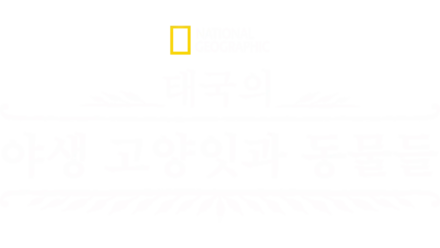 태국의 야생 고양잇과 동물들