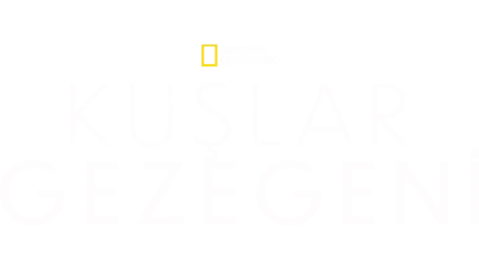 Kuşlar Gezegeni