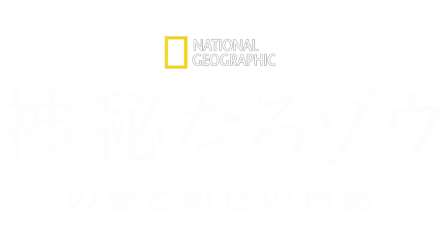 神秘なるゾウの愛と知性の物語