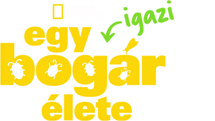 Egy igazi bogár élete