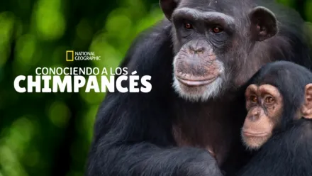 thumbnail - Conociendo a los chimpancés