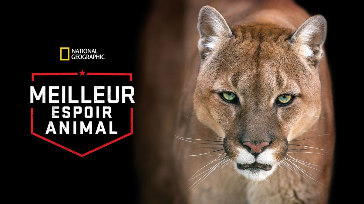 Le Loup Et Le Lion 2021 Date De Sortie