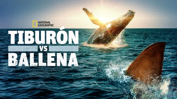 thumbnail - Tiburón vs Ballena