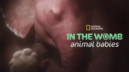 thumbnail - In The Womb: Animal Babies