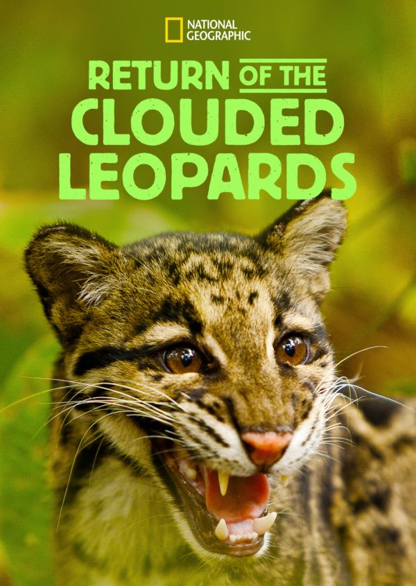 Return of the Clouded Leopards