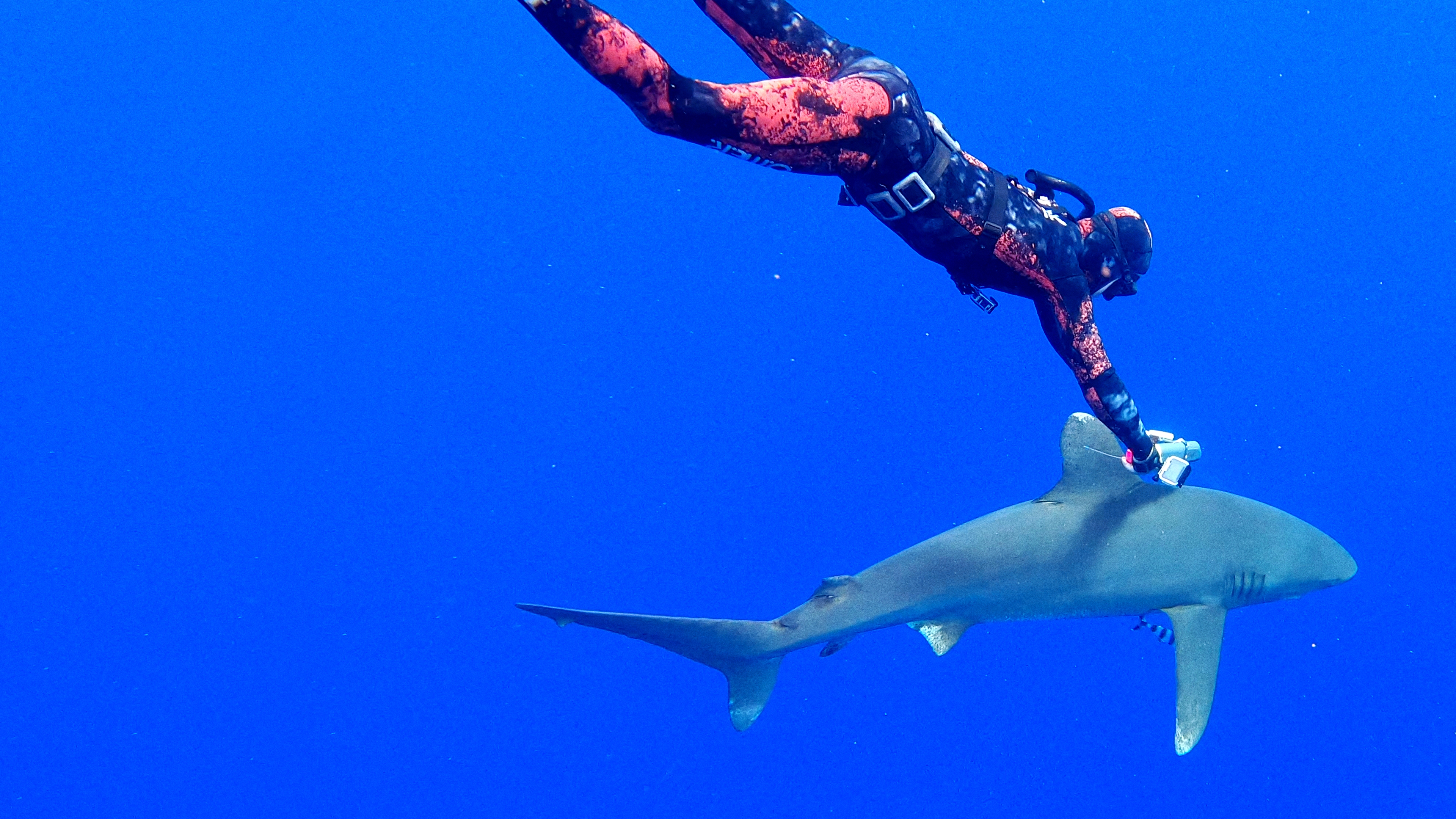 World's Most Dangerous Shark?