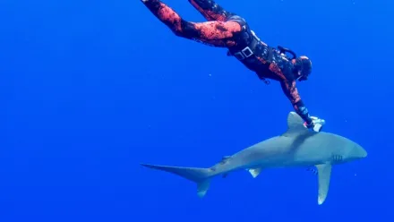 世界最危險的鯊魚？