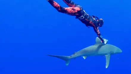 Watch World's Most Dangerous Shark? | Disney+