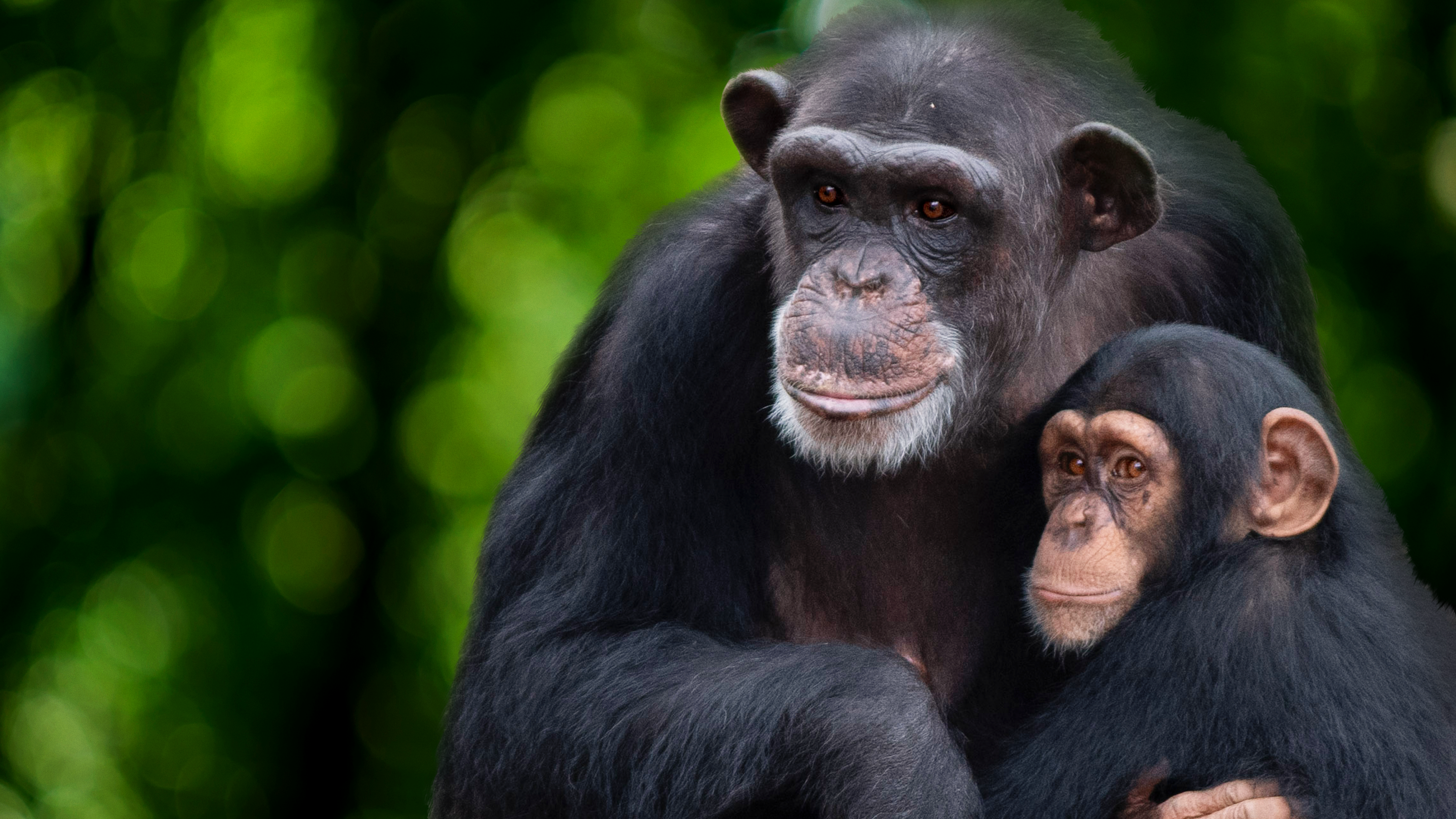 W świecie szympansów