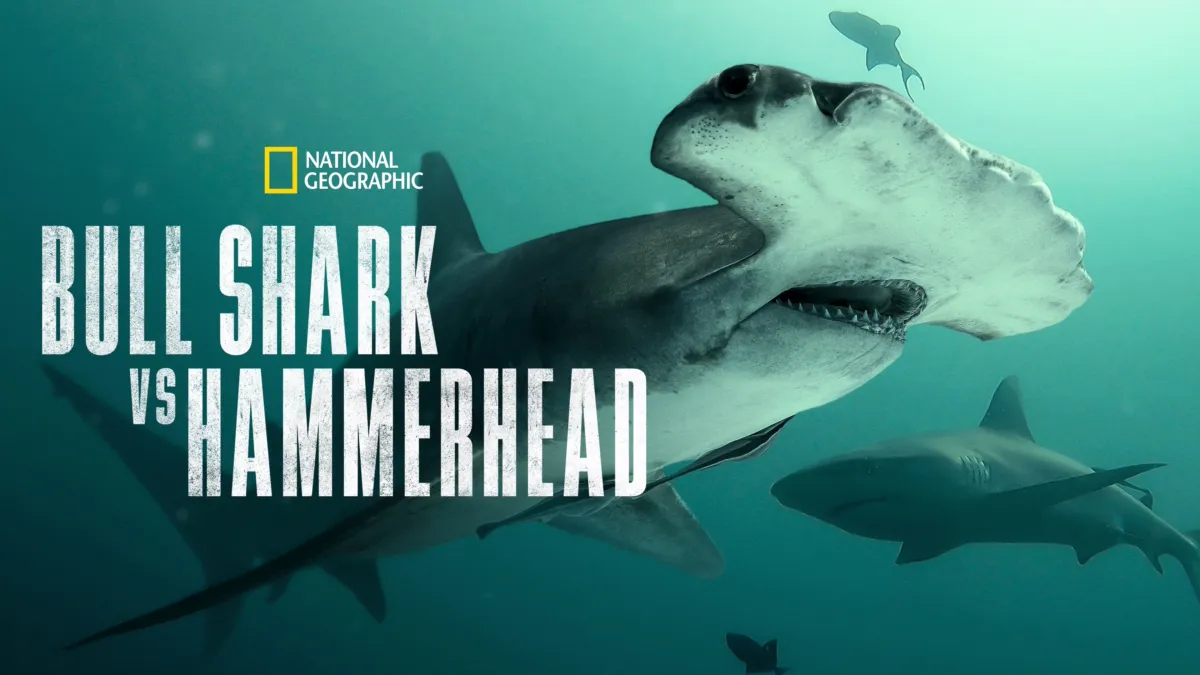 Watch Bull Shark vs. Hammerhead | Disney+