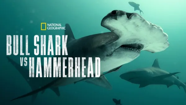 thumbnail - Boğa Köpekbalıkları Çekiç Başlı Köpekbalıklarına Karşı