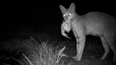 Felinos salvajes de la India