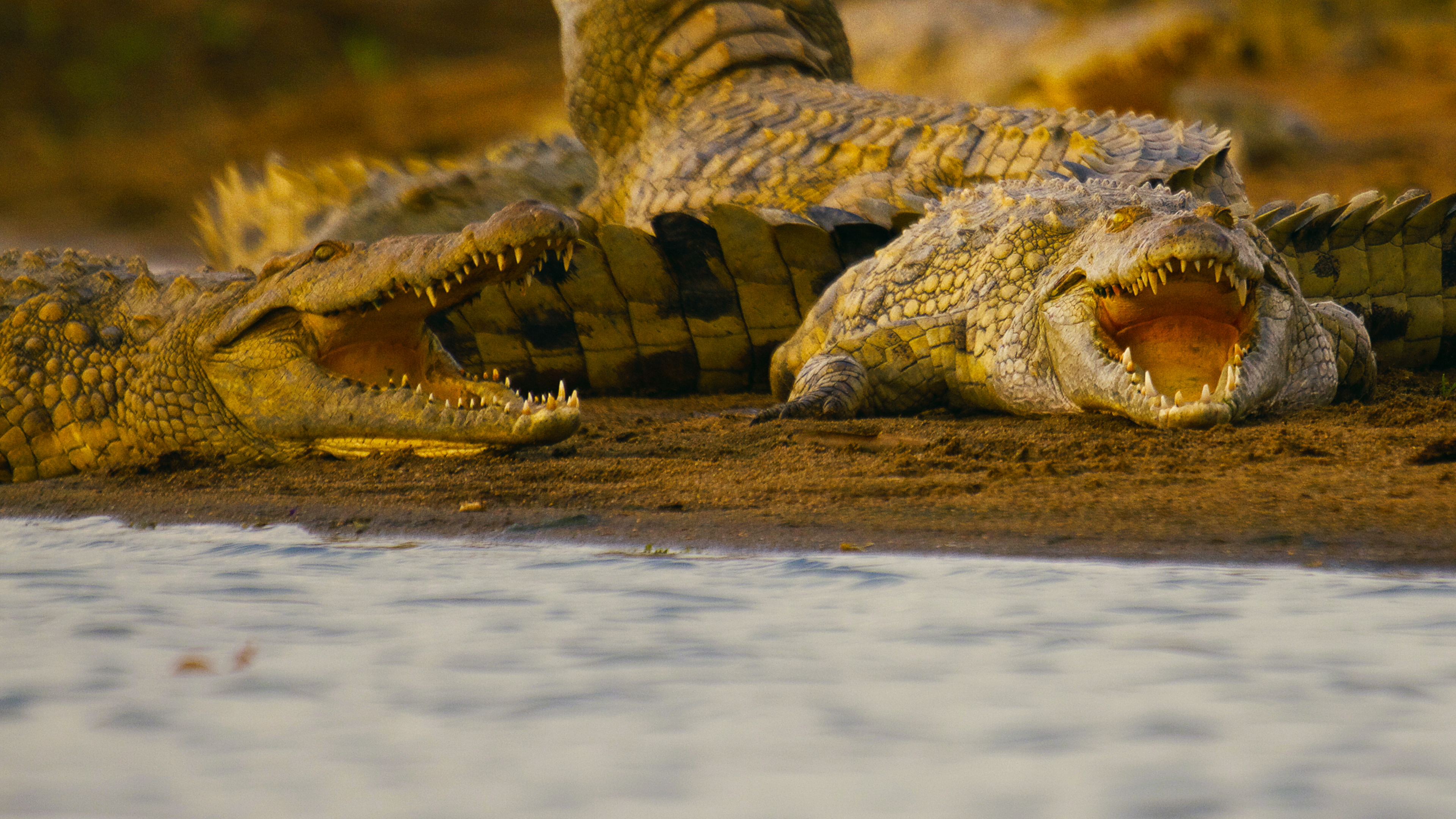 Hippo vs. Croc