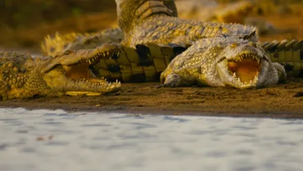 Flodhäst vs krokodil