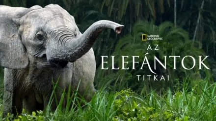 thumbnail - Az elefántok titkai