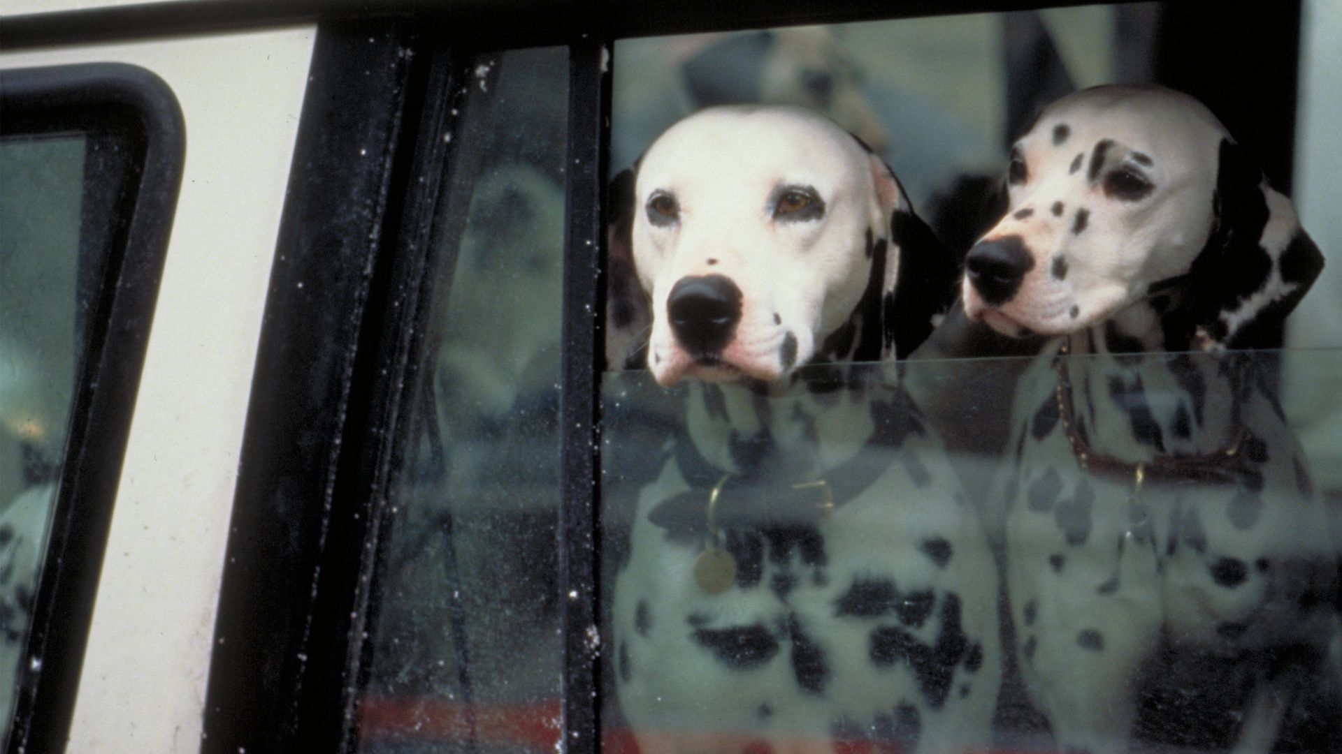 pongo and perdita live action