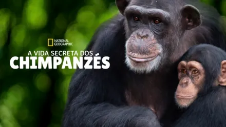 thumbnail - A Vida Secreta Dos Chimpanzés