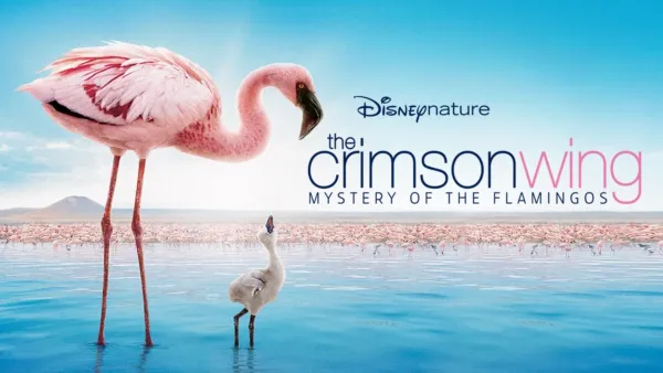 thumbnail - Disneynature. Crimson Wing