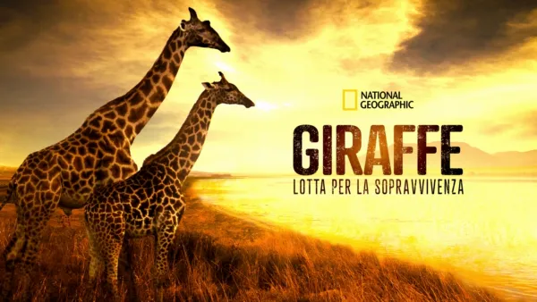 thumbnail - Giraffe: lotta per la sopravvivenza