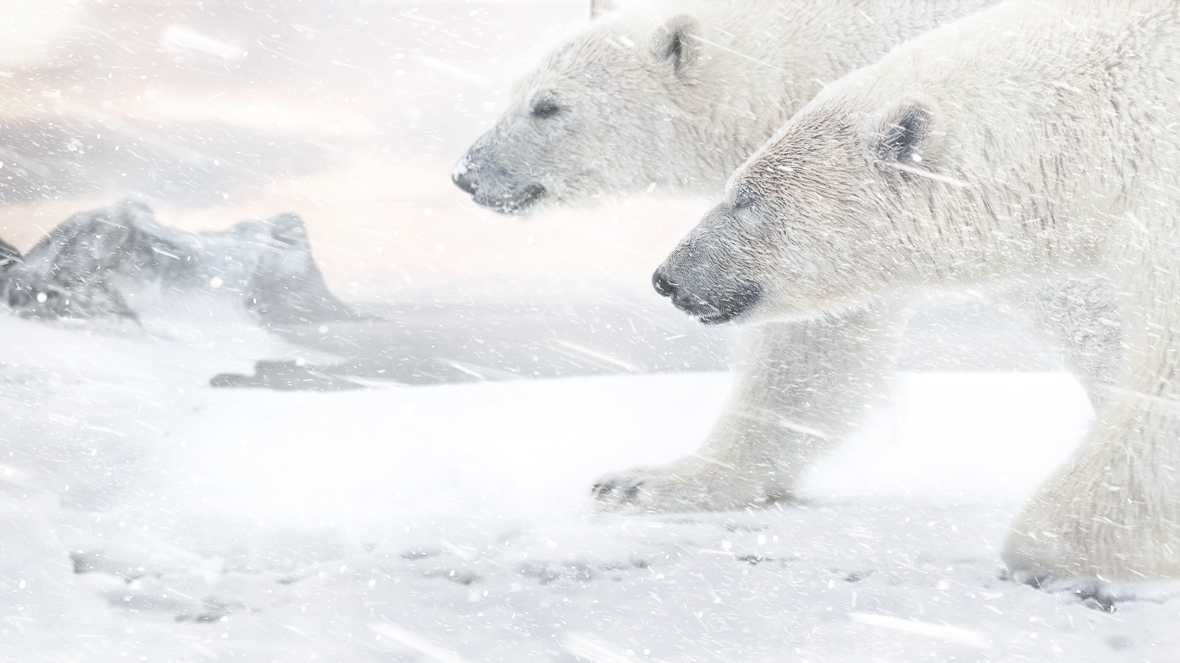 Život polárneho medveďa
