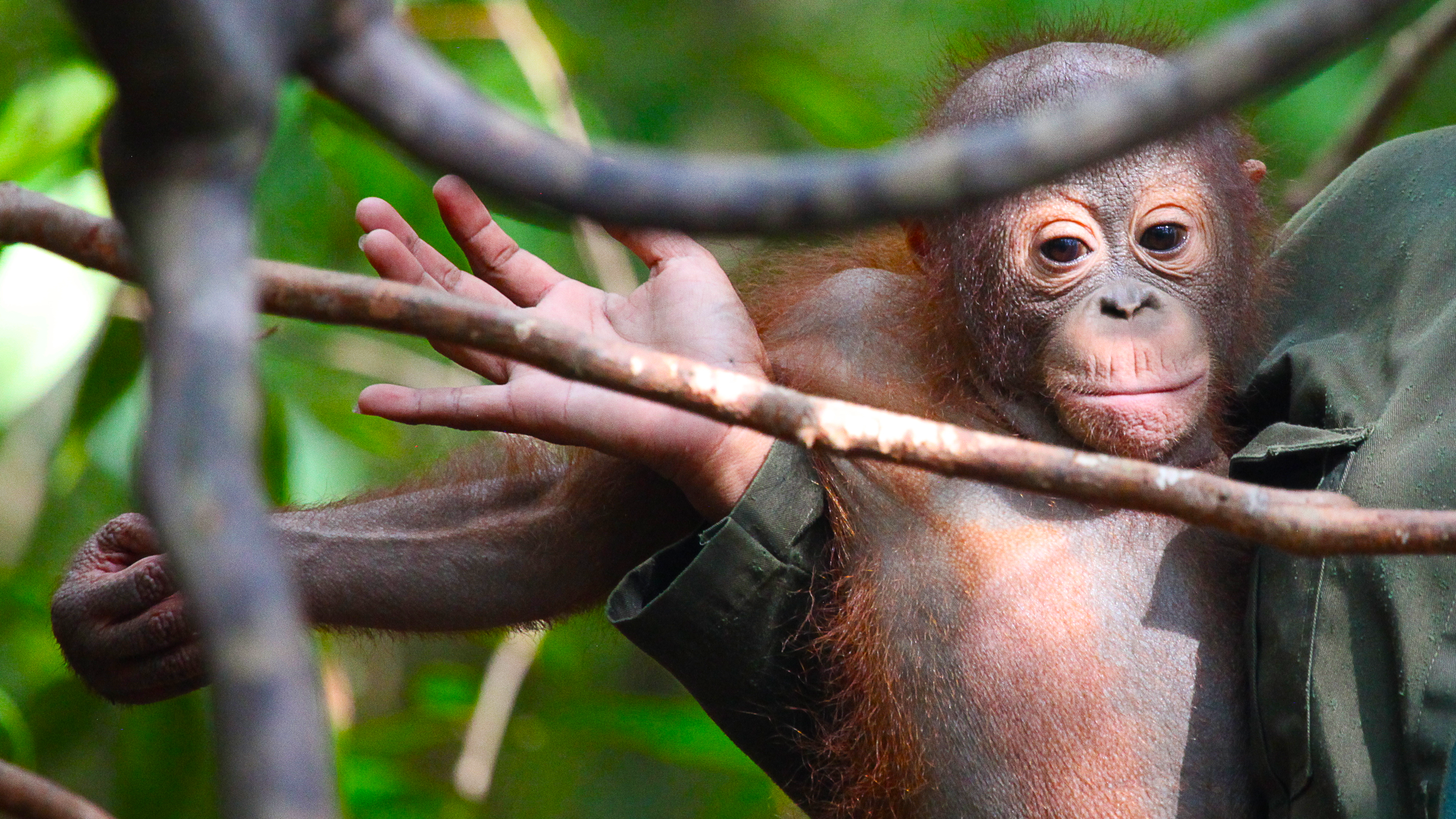 Operation Orangutan