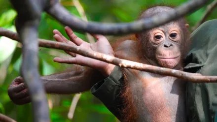Al rescate de orangutanes
