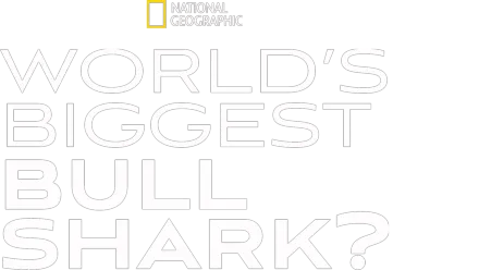 World's Biggest Bullshark