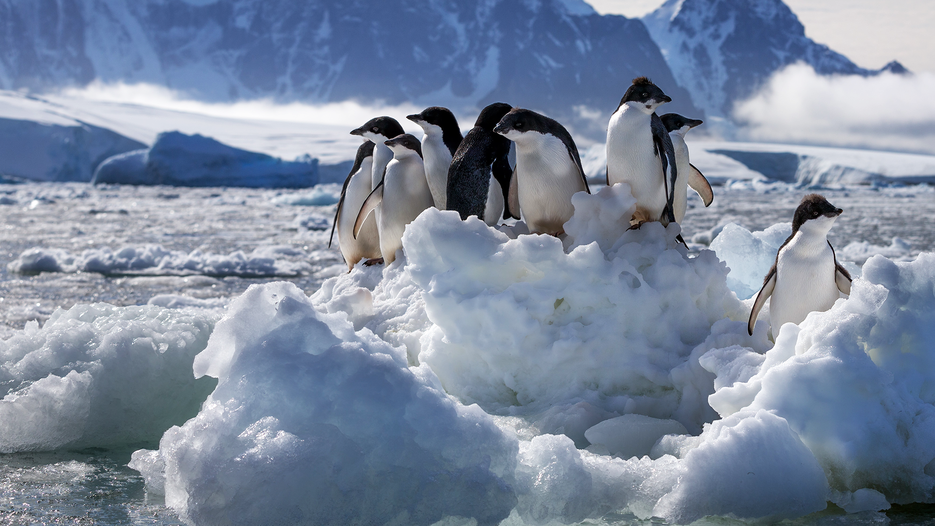 Disneynature Penguins