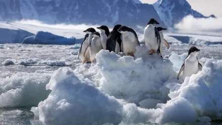 ペンギンの住む氷の世界